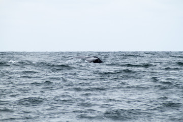 Fototapeta premium Humpback whale (Megaptera novaeangliae) in Machalilla National Park, Ecuador
