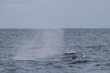 Obraz premium Humpback whale (Megaptera novaeangliae) in Machalilla National Park, Ecuador