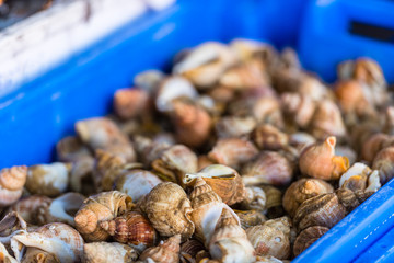 Raw small seashells for meal in a plastic container