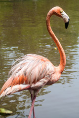 Flamingo on Palma island of San Bernardo archipelago, Colombia