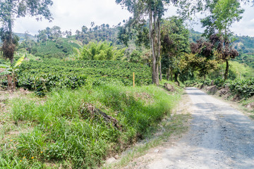Fototapeta na wymiar Road through coffee plantantions near Manizales, Colombia