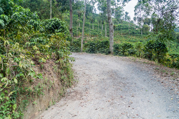 Naklejka na ściany i meble Road through coffee plantantions near Manizales, Colombia