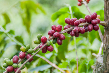 Detail of coffee berries at a plantantion near Manizales, Colombia