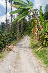 Road through coffee plantantions near Manizales, Colombia