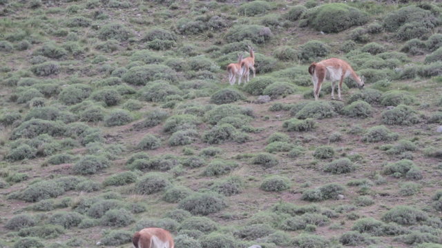 Adult guanacos grazing in in field with chulengos running nearby.
