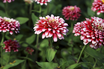 Pink flower on green background. 