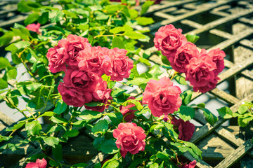 Bush of beautiful roses in a garden