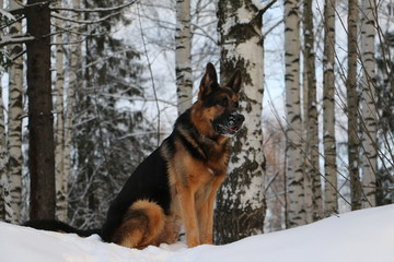 Собака немецкая овчарка на снегу в лесу среди берез в зимний день