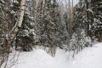 Fototapeta premium Дорожка в заснеженном лесу в зимний день