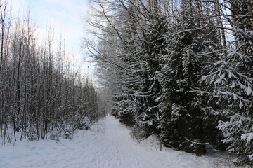 Дорожка в заснеженном лесу в зимний день