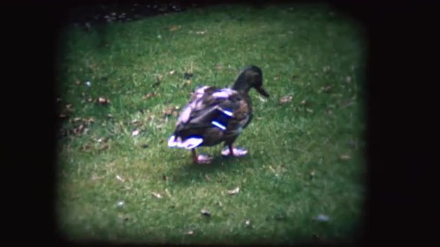 Vintage 8mm footage of a Duck on a lawn in England