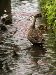 ヒナ達を見守るカルガモ母