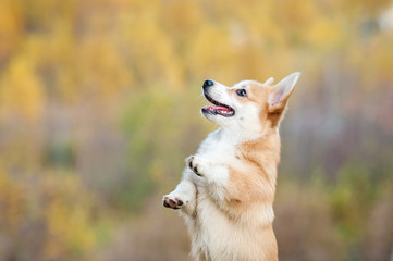 Naklejka na ściany i meble Pembroke welsh corgi puppy playing in autumn