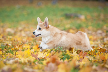 Naklejka na ściany i meble Pembroke welsh corgi puppy running in autumn