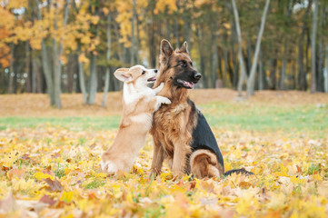 Pembroke welsh corgi puppy playing with german shepherd dog in autumn