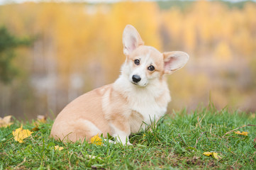 Funny pembroke welsh corgi puppy sitting in autumn