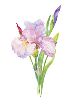 iris , flower, flowers, watercolor,