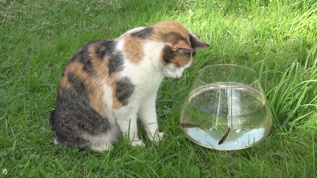 Curious cat gay look at fish floating in glass aquarium on meadow grass in garden. Static closeup shot. 4K