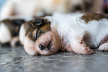 Shih Tzu puppies