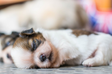 Shih Tzu puppies