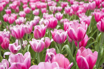 Obraz na płótnie Canvas Różowe tulipany