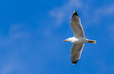 The Wings of Freedom