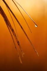 Detail of Tamarisk leaf with dew drop