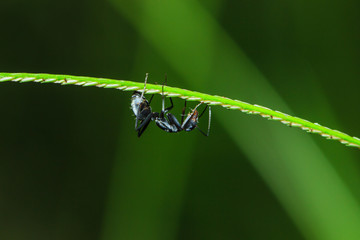 insects, insect, animal, bug