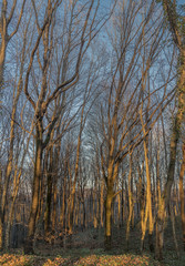 Naked trees during sunset