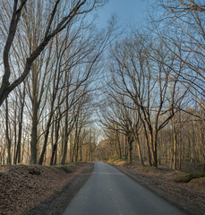 Fototapeta premium Country road with naked trees during sunset