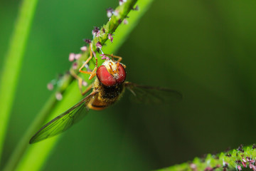 insects, insect, animal, bug