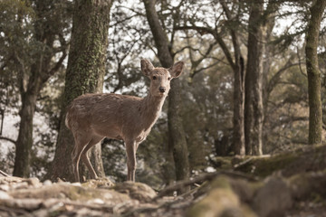 NARA IN JAPAN