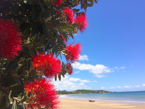 Pohutukawa red flowers blossom on December