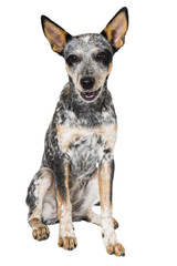 Blue Heeler Puppy