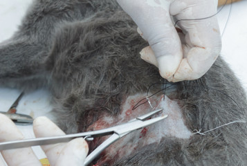 Veterinarians are neutering cats