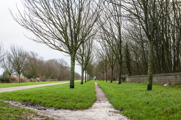 row of trees