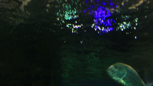 Thunnus from the Scombridae family. 