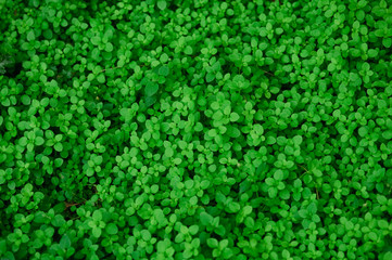 unzählige, frische, grüne Blätter