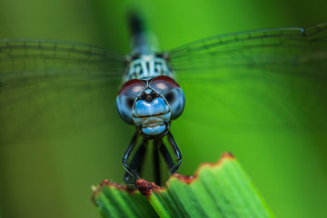 insects, insect, animal, bug