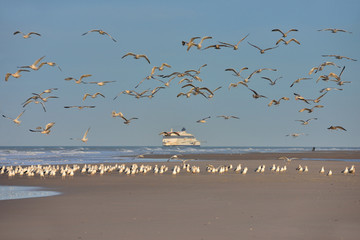banc de mouette en plein vol