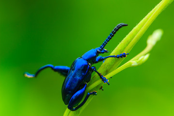 insects, insect, animal, bug