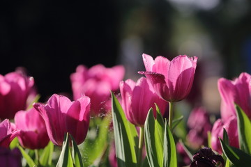 Group purple tulips against the sky. Spring landscape.