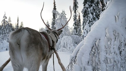 Behind a reindeer in a winter forest