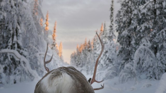 Behind a reindeer seeing the antlers in a winter landscape