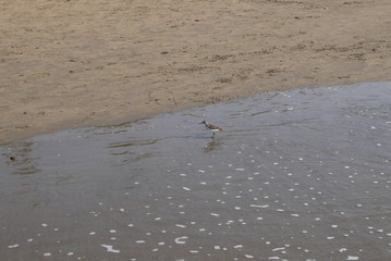 Морской кулик