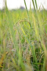 Rice field