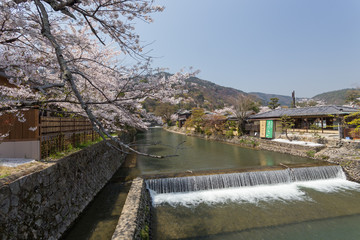Fototapeta premium Sakura in Japan