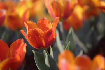 Fototapeta na wymiar Beautiful tulips in spring. Red, orange and yellow tulips.