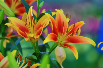 Fototapeta premium orange yellow lilies
