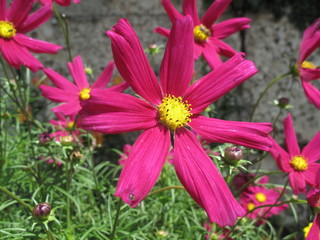 Beautiful violet flowers in Salzburg